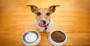 9 alimentos que o seu pet não deve comer