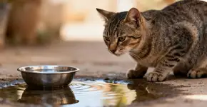 Por que gatos fogem da água? A ciência explica!