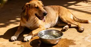 Por que seu cão bota a língua para fora sempre?