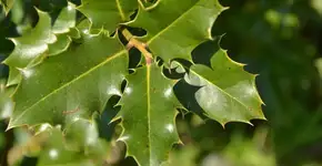 Foto: (Imagem sem texto alternativo disponivel ID [2736906])