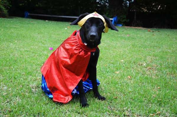divulgação/Esperança pra Cachorro