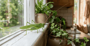 Foto: (Imagem sem texto alternativo disponivel ID [2768830])