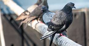A doença do pombo mata: conheça os sintomas e saiba como evitá-la