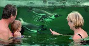 Foto: (Imagem sem texto alternativo disponivel ID [1865227])