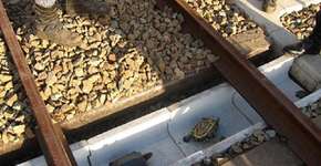 Foto: (Imagem sem texto alternativo disponivel ID [1016175])