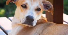 Conheça as vantagens de adotar um cão adulto