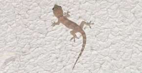 Foto: (Imagem sem texto alternativo disponivel ID [1346211])