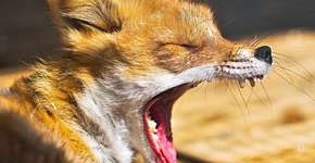 Mulher atacada por raposa não sobrevive após 34 dias internada