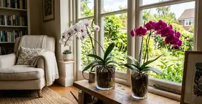 Conselhos para famílias que cultivam orquídeas