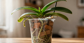 Foto: (Imagem sem texto alternativo disponivel ID [2719027])