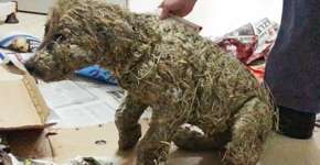 Cão que sofreu maus-tratos na Turquia tem boa recuperação