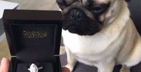 Foto: (Imagem sem texto alternativo disponivel ID [1441132])