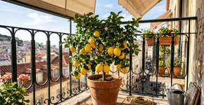 Uma fruteira que pode ser cultivada em vaso e que produz frutos frescos mesmo em apartamento pequeno