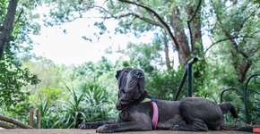 Foto: (Imagem sem texto alternativo disponivel ID [1047467])