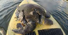 Tartaruga morre após ser atingida por moto aquática