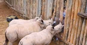 Vídeo mostra filhotes de rinoceronte resgatados implorando por leite em santuário