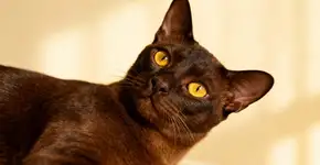 O gato mais apegado do mundo esta conquistando mulheres