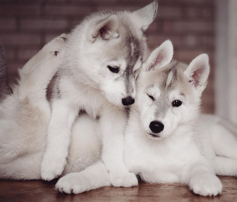 Fotógrafa registra cães da raça husky siberiano