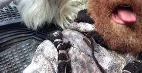 Foto: (Imagem sem texto alternativo disponivel ID [1405159])