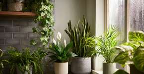 Plantas que absorvem umidade e deixam sua casa livre de mofo no inverno