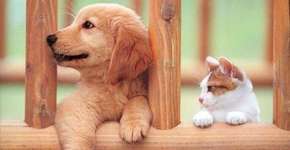 7 páginas no Facebook para ajudar ou adotar animais abandonados