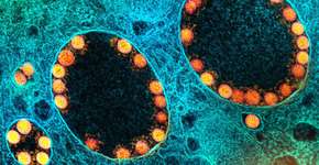 Pesquisa mostra eficácia da vitamina B12 para atenuar covid-19