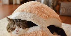 Para fugir do frio, gatos buscam esconderijo inusitado