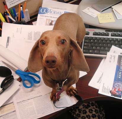 Reprodução Bored Panda