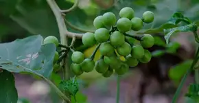 Foto: (Imagem sem texto alternativo disponivel ID [2674522])