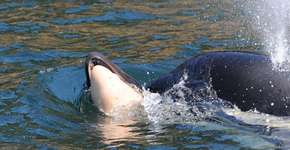 Foto: (Imagem sem texto alternativo disponivel ID [1868038])