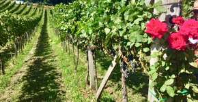 A deliciosa rota do vinho em Bento Gonçalves