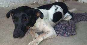 Cadela jogada em um rio é encontrada com ajuda de outro cão