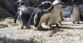 Foto: (Foto: Divulgação.)