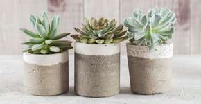 As plantas que viraram febre: pequenas, fáceis de cuidar e vivem anos