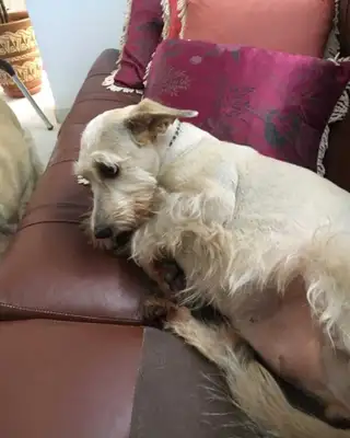Veja alguns dos cães e gatos que já estão participando do #MostreABarriguinha!