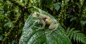 Zoólogos celebram: descobrem um novo sapo de vidro originado há 4,5 milhões de anos no Plioceno