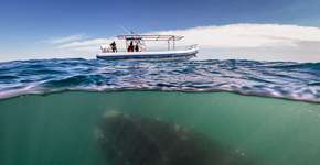 Foto: (Imagem sem texto alternativo disponivel ID [1033826])