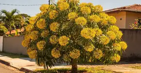 Foto: (Imagem sem texto alternativo disponivel ID [2691328])