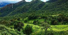 Mata Atlântica tem área regenerada equivalente ao tamanho de SP