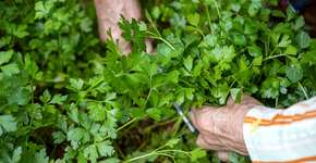 Este é o melhor chá caseiro para combater infecção urinária