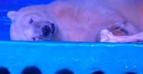 Foto: (Imagem sem texto alternativo disponivel ID [1109135])