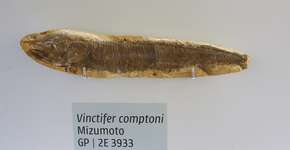 Museu com espécies raras de plantas será inaugurado na USP