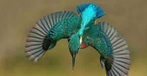 Foto: (Imagem sem texto alternativo disponivel ID [1834901])