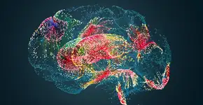 Uma porção diária dessa oleaginosa reduz o risco de demência em 17%, diz estudo