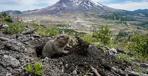 Quarenta e três anos atrás, alguns esquilos terrestres foram liberados na área devastada pela erupção do Monte St. Helens, e agora os cientistas acreditam que eles foram os heróis inesperados da recuperação do ecossistema