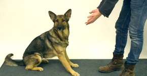 Foto: (Imagem sem texto alternativo disponivel ID [597537])