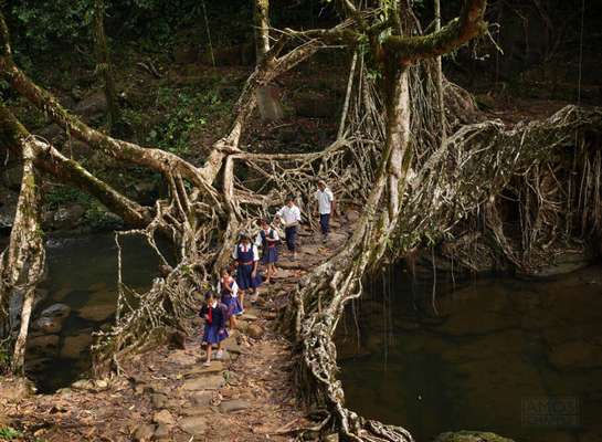 Tree Root Bridge, Índia