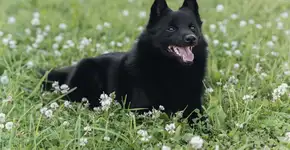 Schipperke: conheça as características do cachorro dessa raça 
