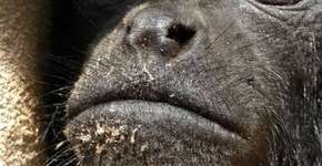 Campanha arrecada fundos para salvar macaco ameaçado de extinção