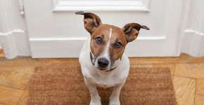 Foto: (Imagem sem texto alternativo disponivel ID [445320])